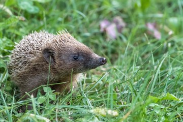 Riccio (Erinaceus europaeus) © Jessica Peruzzo