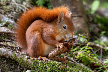Scoiattolo rosso (Sciurus vulgaris)