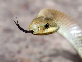 Colubro di Esculapio (Zamenis longissimus)