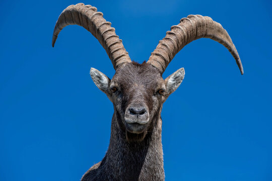 Stambecco delle Alpi (Capra ibex)