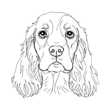Cocker Spaniel dog head in elegant vector line art, featuring long ears and soft expression, minimalist style ideal for tattoo, wall print, or logo design.