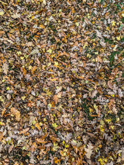 An overhead, close-up view of a dense blanket of fallen leaves in varied autumnal colors—brown, gold, and yellow—covering the ground and patches of green grass.
