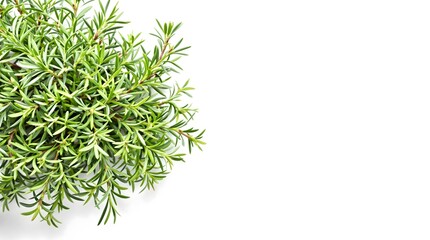 Fototapeta premium Dense Rosemary Bush — Fresh Green Needle Leaves, Isolated Cutout