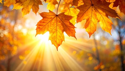 Golden maple leaves hang against bright sunshine through trees in autumn, creating a warm and vibrant scene