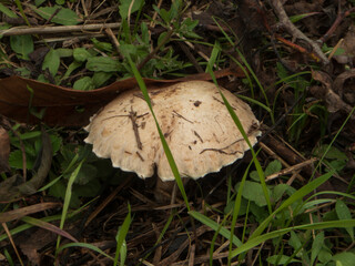 Wild Mushroom Foraging in Autumn Forest Ground