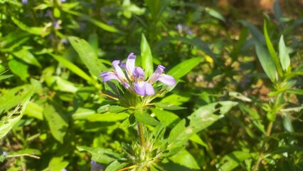 Fototapeta premium Digestive Support in food Traditional Kulekhara&nbsp;saag&nbsp;as part of home-style,Marsh Barbel is a fleshy aquatic perennial herb Plant,Kulekhara Live Plant (Hygrophila Auriculata) Plant