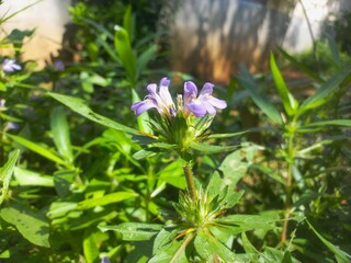 Fototapeta premium Digestive Support in food Traditional Kulekhara&nbsp;saag&nbsp;as part of home-style,Marsh Barbel is a fleshy aquatic perennial herb Plant,Kulekhara Live Plant (Hygrophila Auriculata) Plant