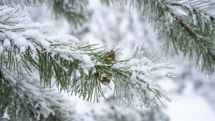 Christmas snowy winter holiday celebration greeting card - Closeup of pine branch with pine cones and snow, defocused blurred background