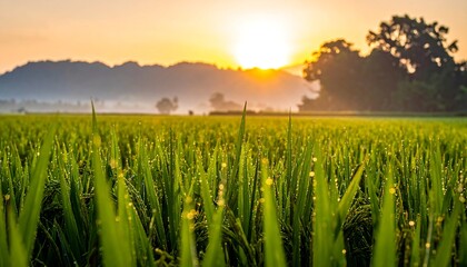 Golden sun rises over a lush, green rice field. Dew glistens on the plants as mist hugs the distant hillside