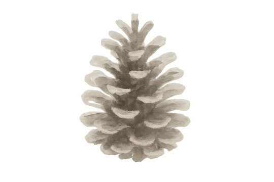 Pine cone watercolor illustration, natural winter decoration with transparent background, botanical christmas element