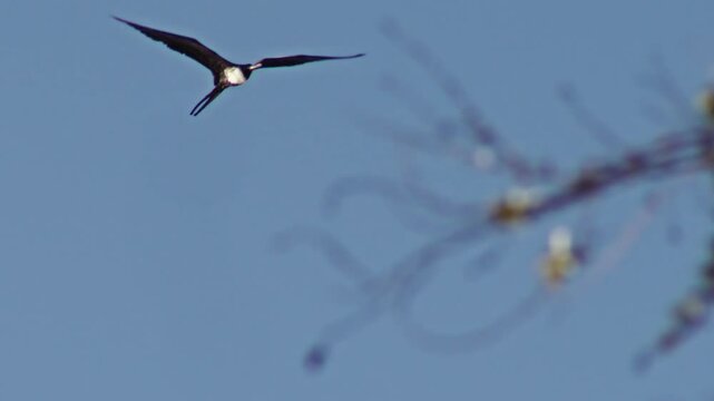 Magnificent frigatebird soaring in clear blue sky