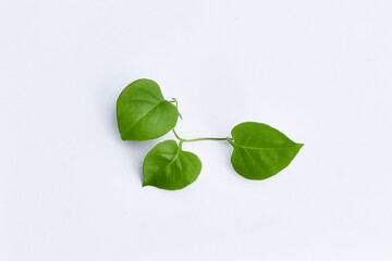 Binahong leaves (Anredera cordifolia) white background, Anredera cordifolia leaves are traditional herbal medicine ingredients