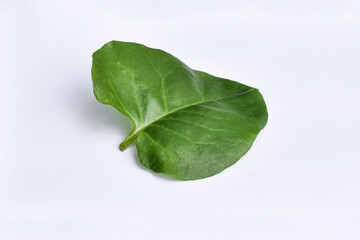Binahong leaves (Anredera cordifolia) white background, Anredera cordifolia leaves are traditional herbal medicine ingredients