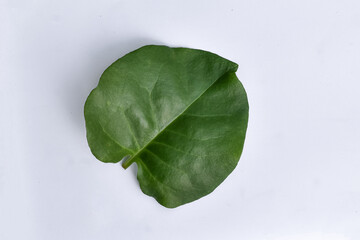 Binahong leaves (Anredera cordifolia) white background, Anredera cordifolia leaves are traditional herbal medicine ingredients