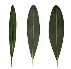 Realistic rubber plant leaves isolated on transparent background. Natural tropical foliage for modern botanical design, eco branding, and creative compositions.