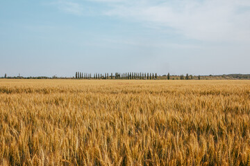 a wheat field on a sunny summer day with trees on the horizon