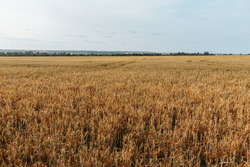 a wheat field on a sunny summer day with trees on the horizon