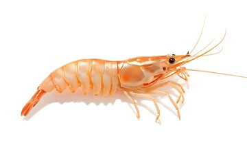 the Shrimp on white background