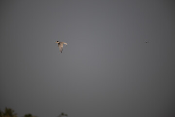 A single , majestic River tern in dynamic flight, wings fully spread, against a bright, textured blue and white sky  background .