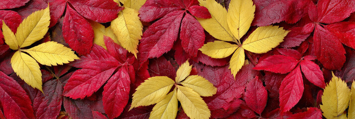 colorful autumn leaves