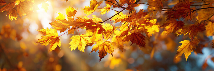 autumn leaves in the sun