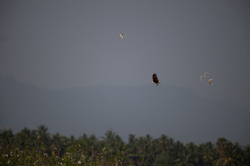 Elegant river terns chasing Brahminy kite who carrying fish in legs against a blurred blue sky and mountain background with green trees.
