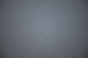A single , majestic River tern in dynamic flight, wings fully spread, against a bright, textured blue and white sky  background .