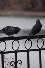 pigeons on the fence