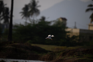 A powerful water bird in a fast, downward dive towards the water surface, hunting over a blurred river or pond in a natural habitat.