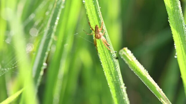 Philodromidae spider in rice field. Its common names&nbsp;philodromid crab spiders&nbsp;and&nbsp;running crab spiders. This is a&nbsp;family&nbsp;of&nbsp;araneomorph&nbsp;spiders.