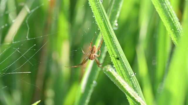 Philodromidae spider in rice field. Its common names&nbsp;philodromid crab spiders&nbsp;and&nbsp;running crab spiders. This is a&nbsp;family&nbsp;of&nbsp;araneomorph&nbsp;spiders.