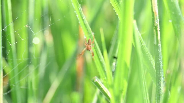 Philodromidae spider in rice field. Its common names&nbsp;philodromid crab spiders&nbsp;and&nbsp;running crab spiders. This is a&nbsp;family&nbsp;of&nbsp;araneomorph&nbsp;spiders.