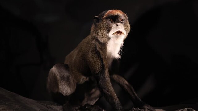 Close view of a primate with expressive face sitting in a dim natural inspired setting highlighting animal behavior biology and wildlife study connecting to evolution and habitat research