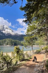 Dog sitting on a forest path near a clear mountain lake with snow-capped peaks in the background