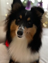 Portrait of a fluffy dog with black, white, and tan fur sitting indoors with blurred lights in the background.