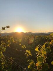 Golden sunset over a vineyard with green grapevines and mountains in the background.