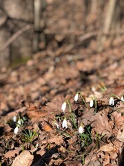 White snowdrop flowers blooming among dry leaves in a sunlit forest