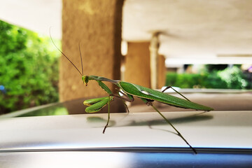 A praying mantis and its reflective silhouette, walking on a car roof early in the morning. Insects.
