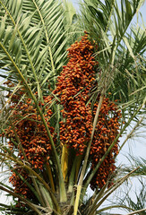 Obraz premium palm tree in the garden