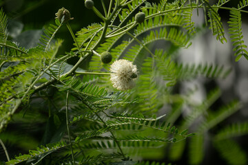 Close-up of a white Leucaena leucocephala (river tamarind) flower blooming amid lush green fern-like leaves