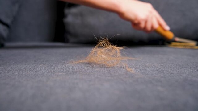 Close-up of a female hand using a special tool to remove animal fur and lint from a gray sofa, performing a deep cleaning of the upholstered furniture and demonstrating a house chore routine