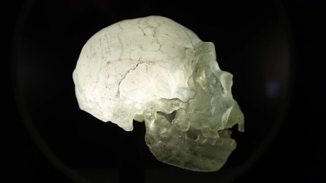 Illuminated translucent skull displayed against deep darkness highlighting fragile structure and the story of humanity evolution archaeology and ancient origins study in a museum environment