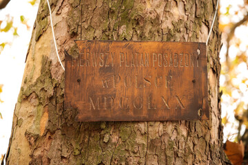 jesień, park pałacowy, arkadia, liście, budynki zabytkowe.  rośliny, polska,  © dulak