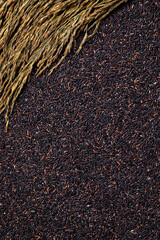 Some ears of black rice are laid out on a flat surface. Black rice grain background.