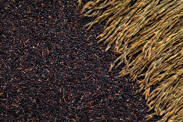 Some ears of black rice are laid out on a flat surface. Black rice grain background.
