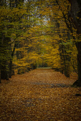 jesień, park pałacowy, arkadia, liście, budynki zabytkowe.  rośliny, polska, 