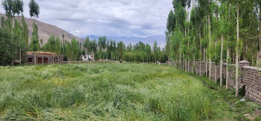 Green valley in the middle of the mountain desert