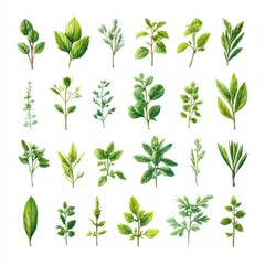 scattered herbal sprigs in symmetrical layout, medicinal plant theme, photorealistic style, isolated on white background