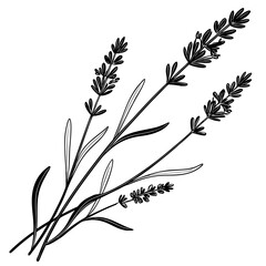 botanical vector of lavender stems