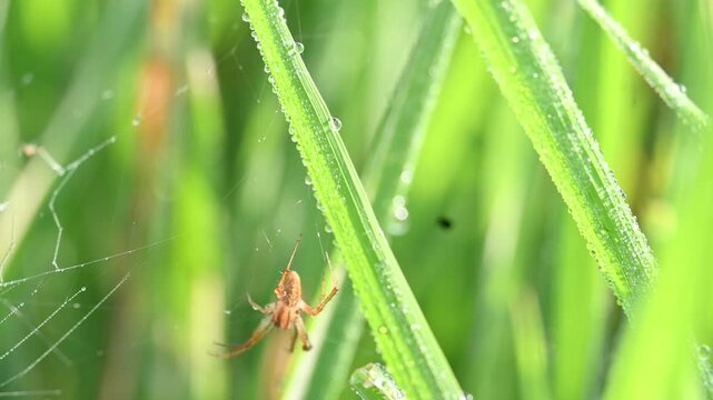 Philodromidae spider in rice field. Its common names&nbsp;philodromid crab spiders&nbsp;and&nbsp;running crab spiders. This is a&nbsp;family&nbsp;of&nbsp;araneomorph&nbsp;spiders.